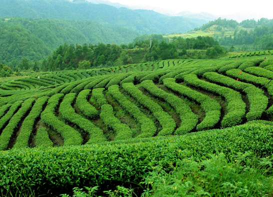 Do one thing at a time and do well