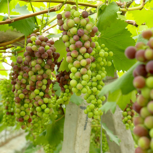 Glufosinate Ammonium